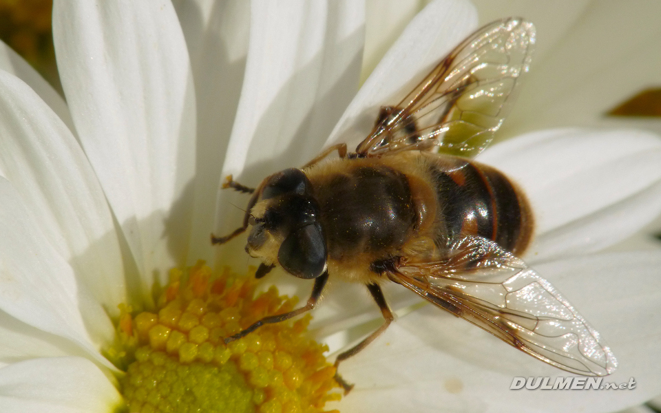 Dronefly (Eristalis pertenax)